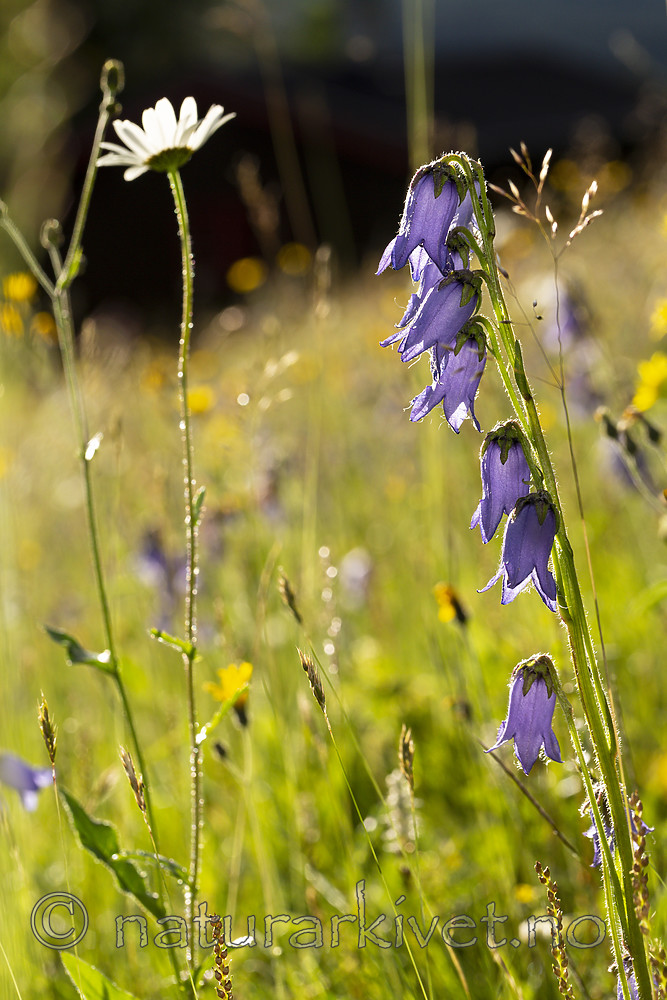 KA_140716_133 / Campanula barbata / Skjeggklokke