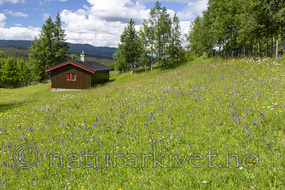KA_140716_14 / Campanula barbata / Skjeggklokke