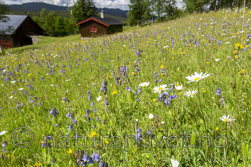 KA_140716_18 / Campanula barbata / Skjeggklokke