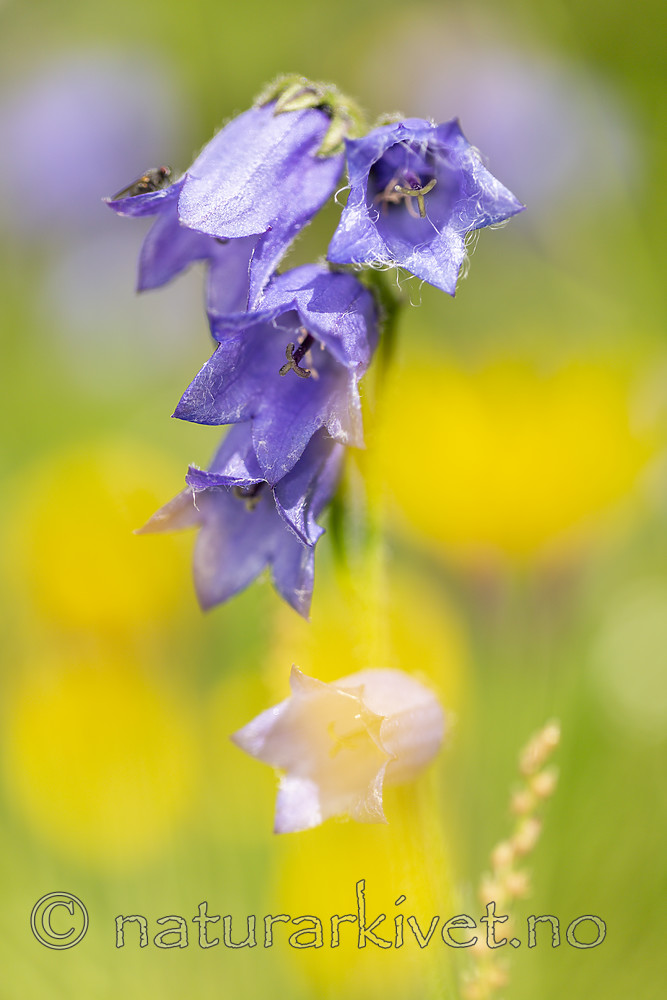KA_140716_23 / Campanula barbata / Skjeggklokke