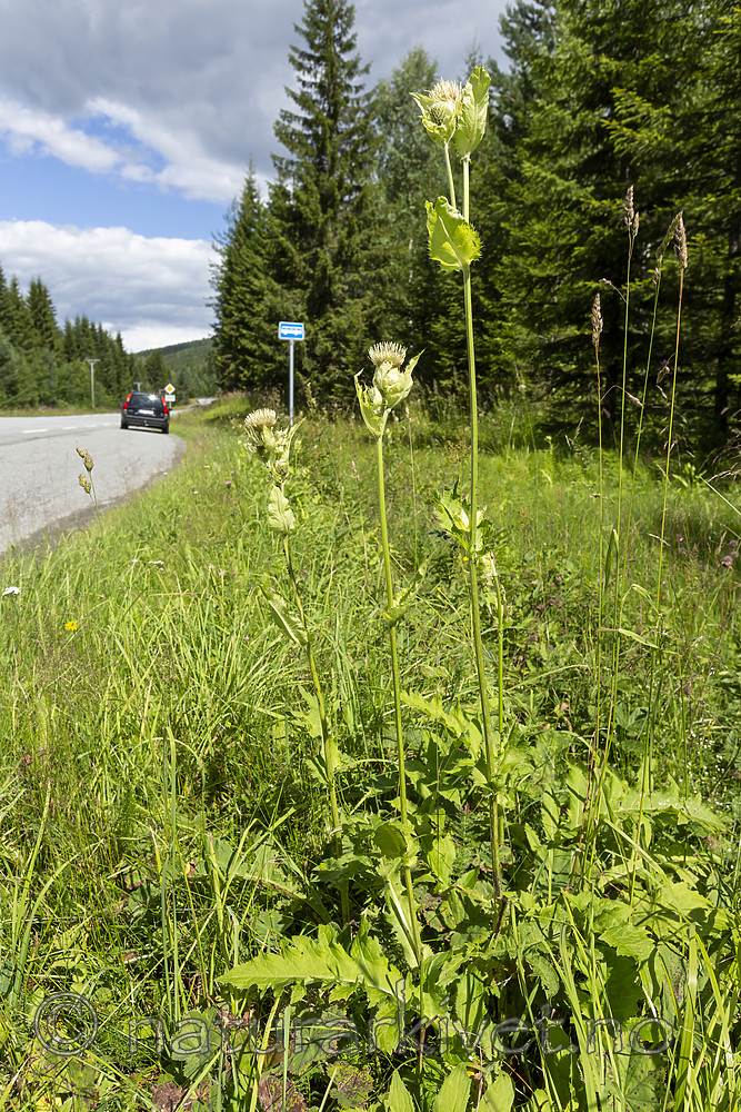 KA_140716_3 / Cirsium oleraceum / Kåltistel