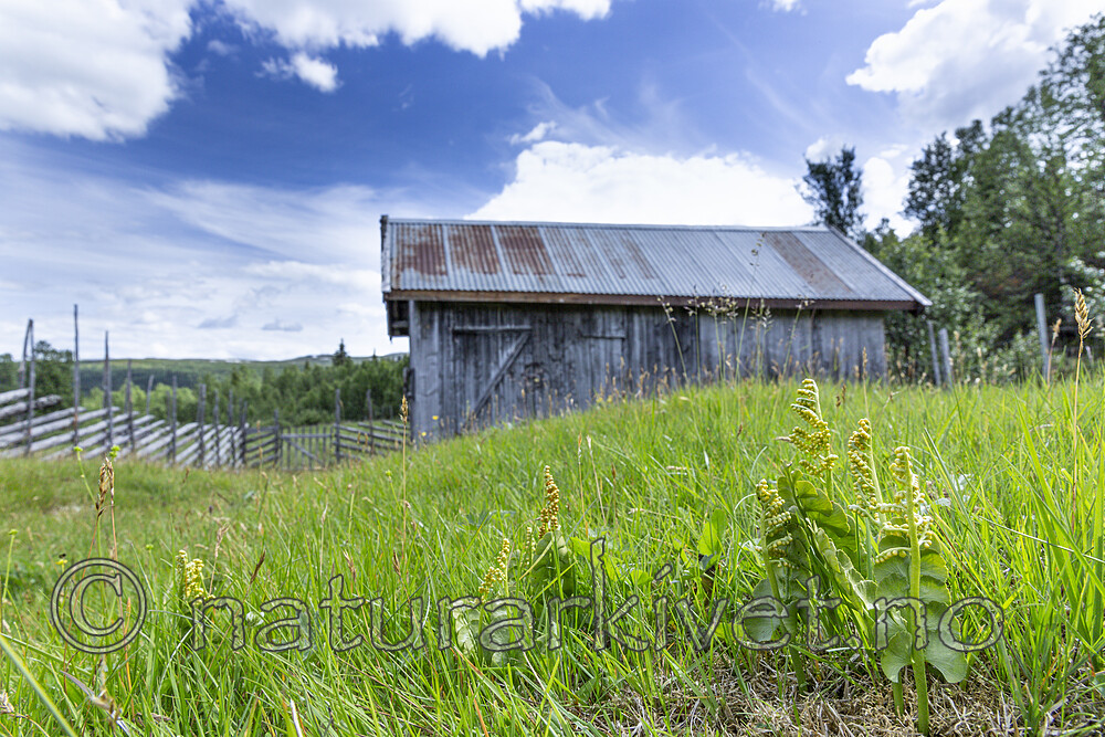 KA_140716_34 / Botrychium lunaria / Marinøkkel