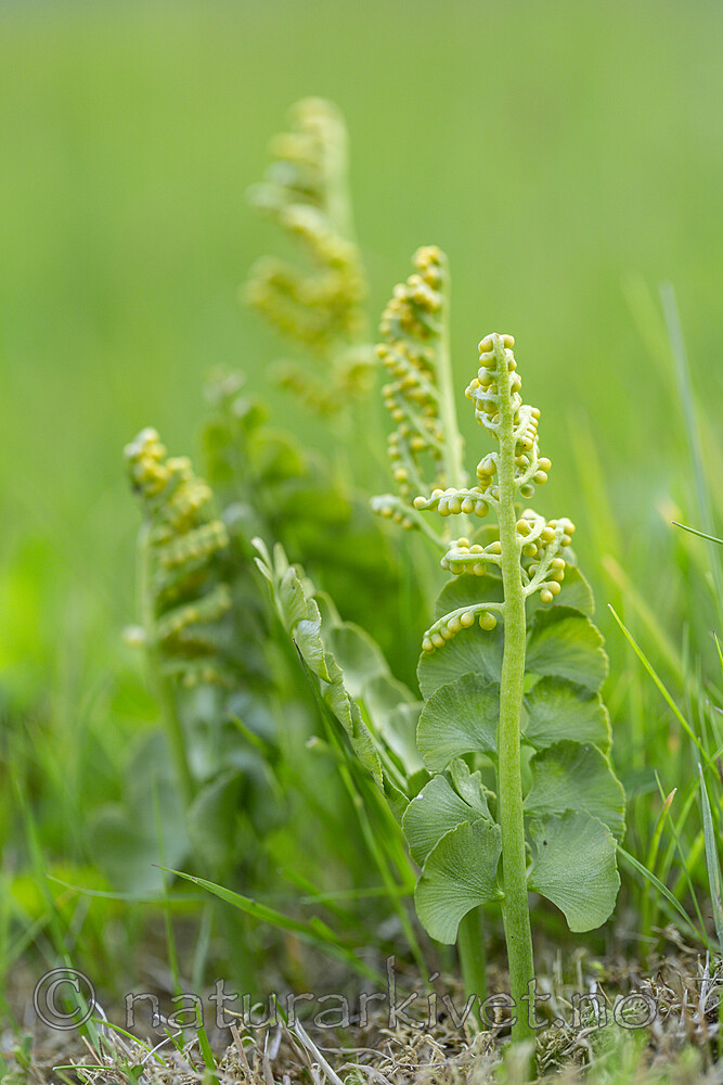 KA_140716_38 / Botrychium lunaria / Marinøkkel