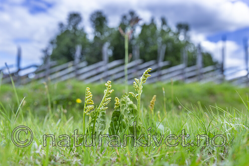 KA_140716_56 / Botrychium lunaria / Marinøkkel