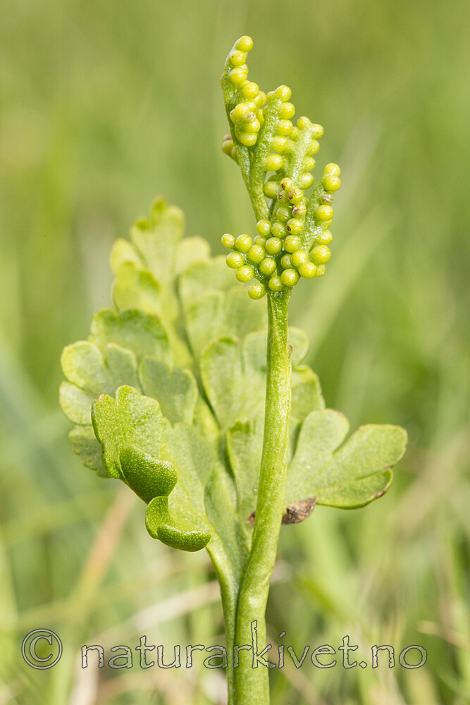 KA_140716_75 / Botrychium lanceolatum / Handmarinøkkel