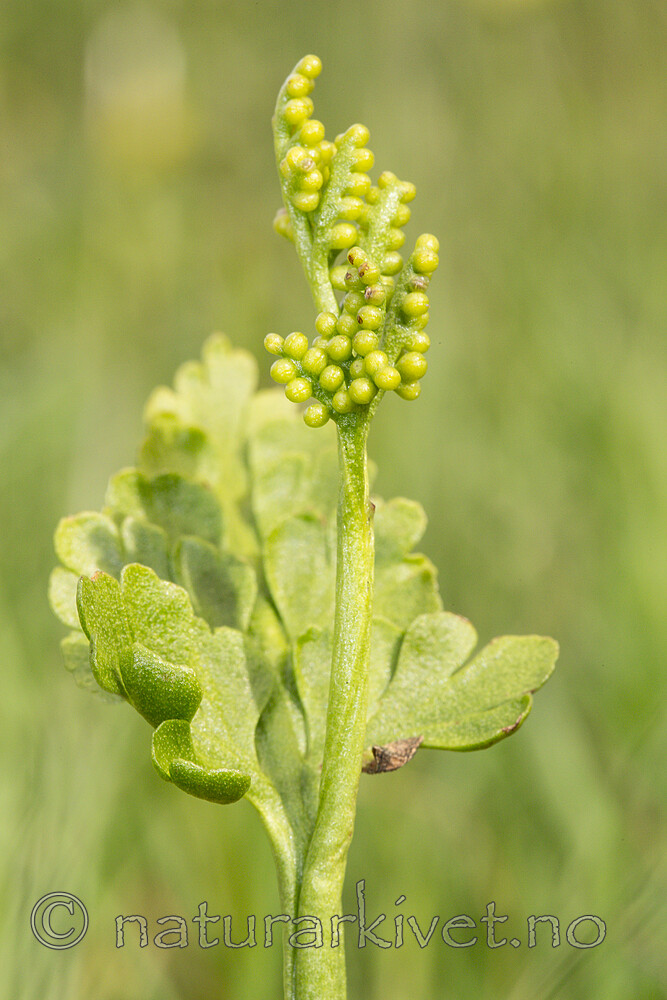 KA_140716_76 / Botrychium lanceolatum / Handmarinøkkel