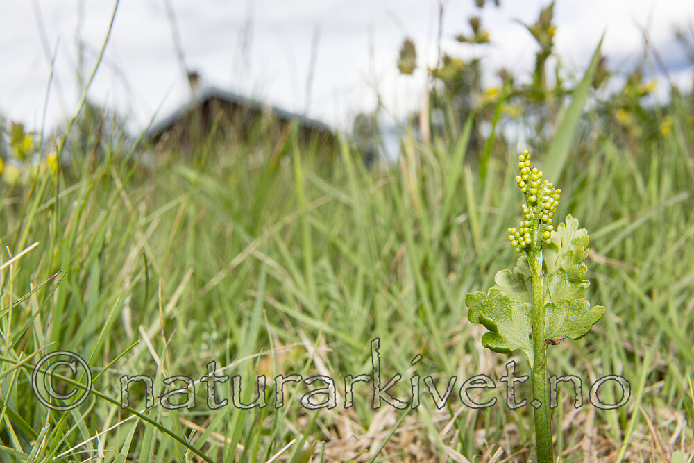 KA_140716_78 / Botrychium lanceolatum / Handmarinøkkel