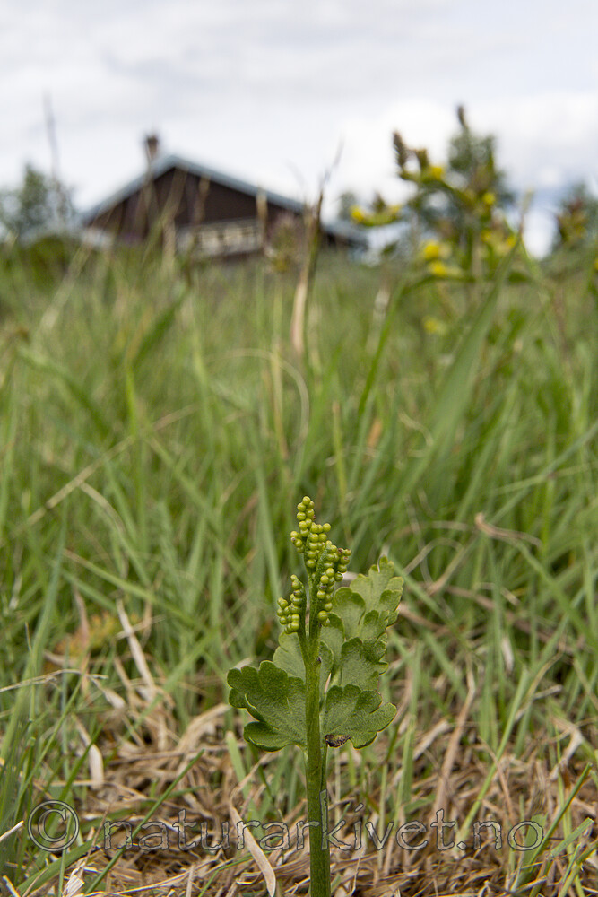 KA_140716_79 / Botrychium lanceolatum / Handmarinøkkel