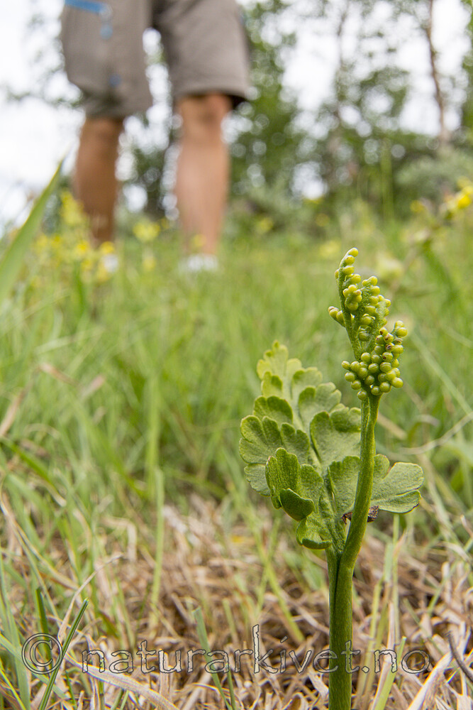 KA_140716_82 / Botrychium lanceolatum / Handmarinøkkel