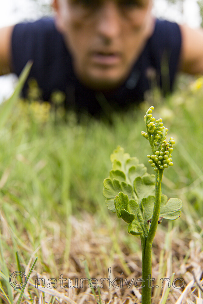 KA_140716_84 / Botrychium lanceolatum / Handmarinøkkel