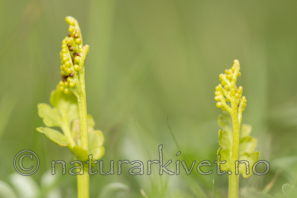 KA_140716_88 / Botrychium boreale / Fjellmarinøkkel