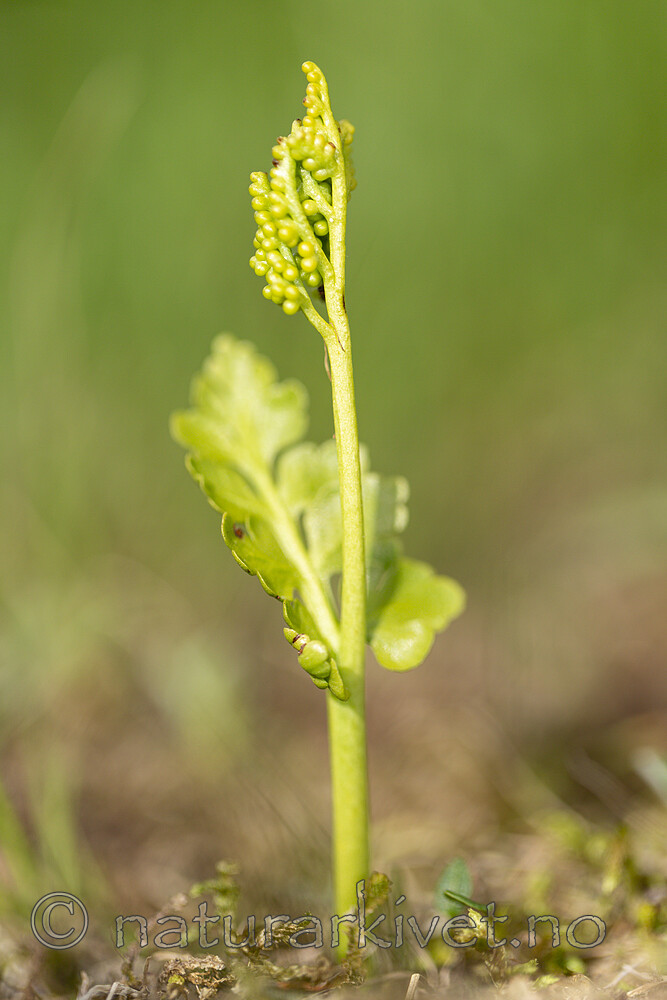 KA_140716_92 / Botrychium boreale / Fjellmarinøkkel