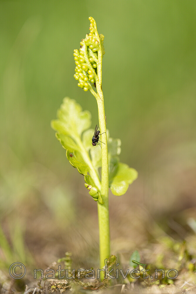 KA_140716_93 / Botrychium boreale / Fjellmarinøkkel