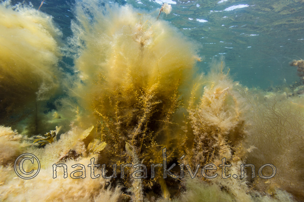 KA_140718_0637 / Sargassum muticum / Japansk drivtang
