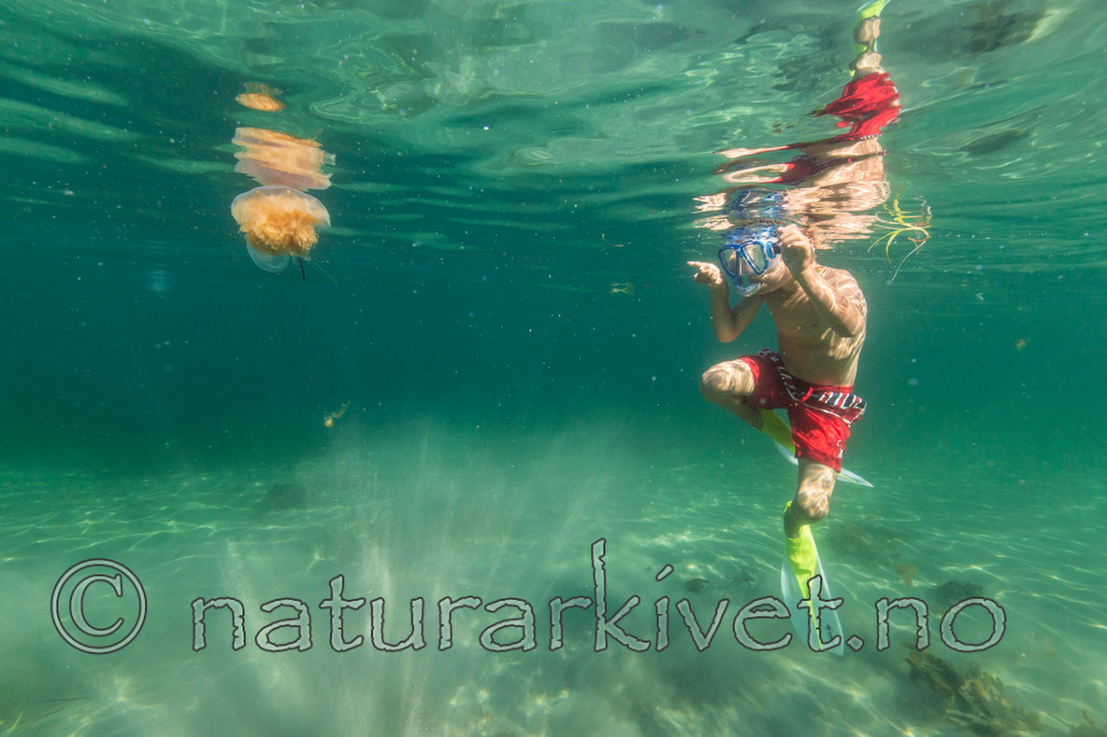 KA_140720_0739 / Cyanea capillata / Brennmanet