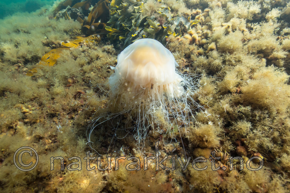 KA_140721_0769 / Cyanea capillata / Brennmanet