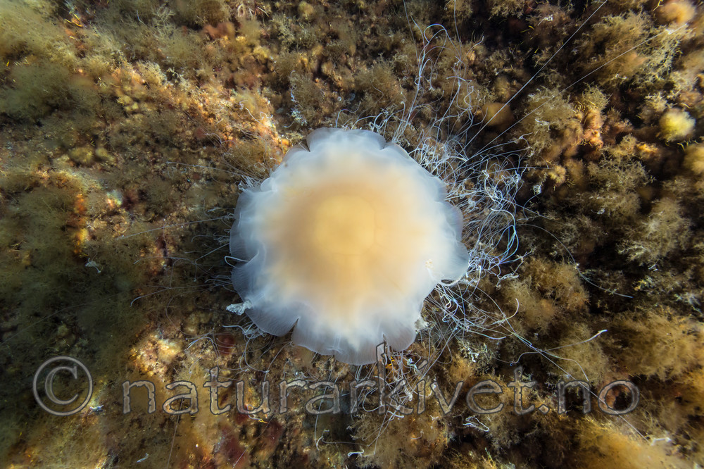 KA_140721_0771 / Cyanea capillata / Brennmanet