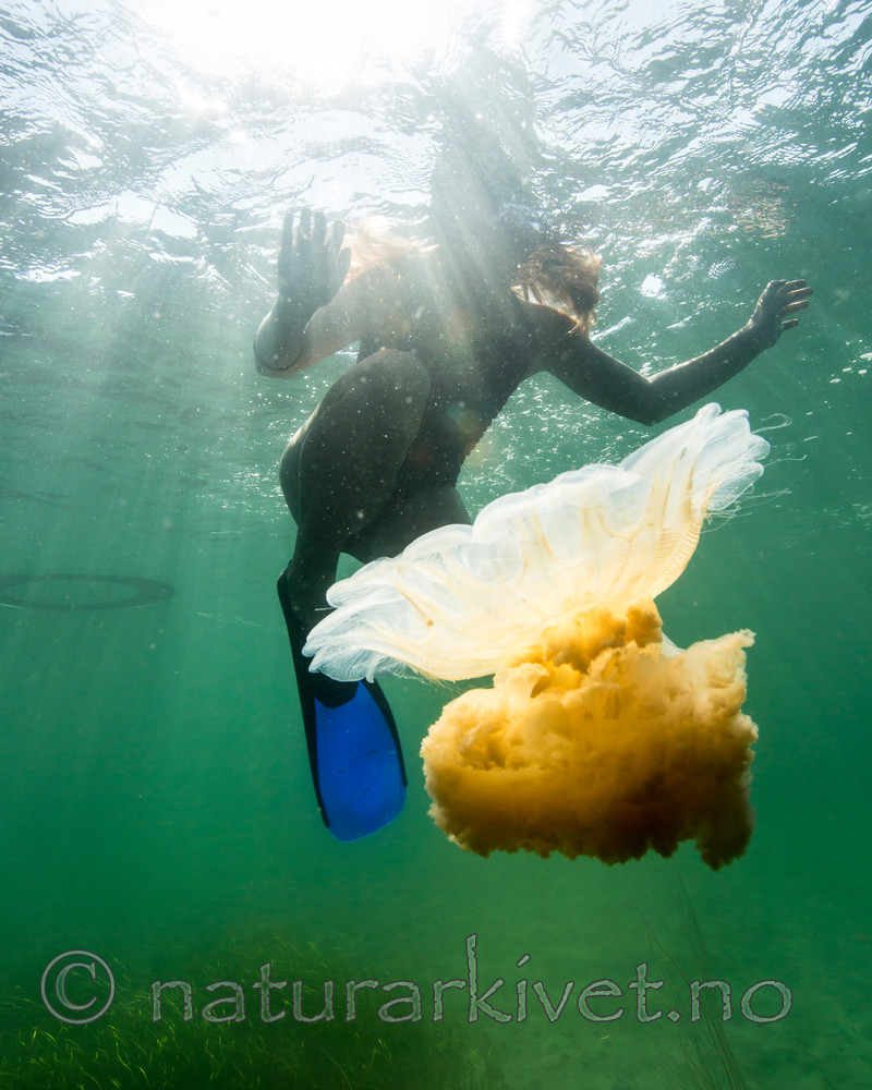 KA_140723_0804 / Cyanea capillata / Brennmanet