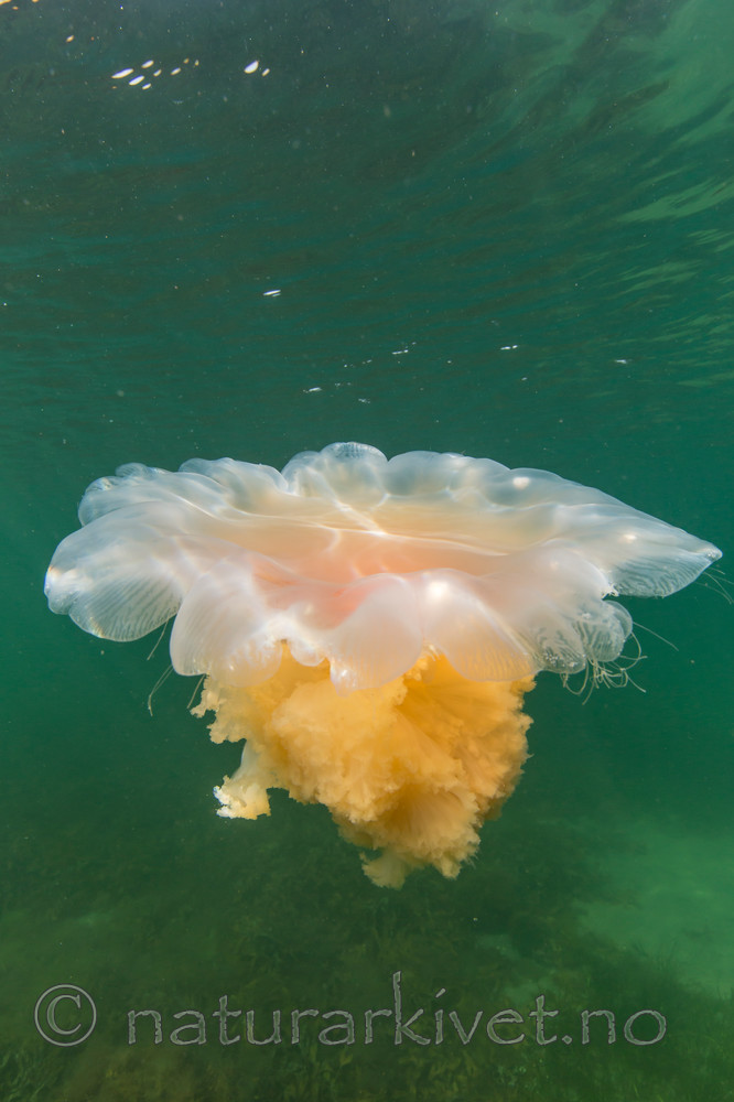 KA_140723_0809 / Cyanea capillata / Brennmanet