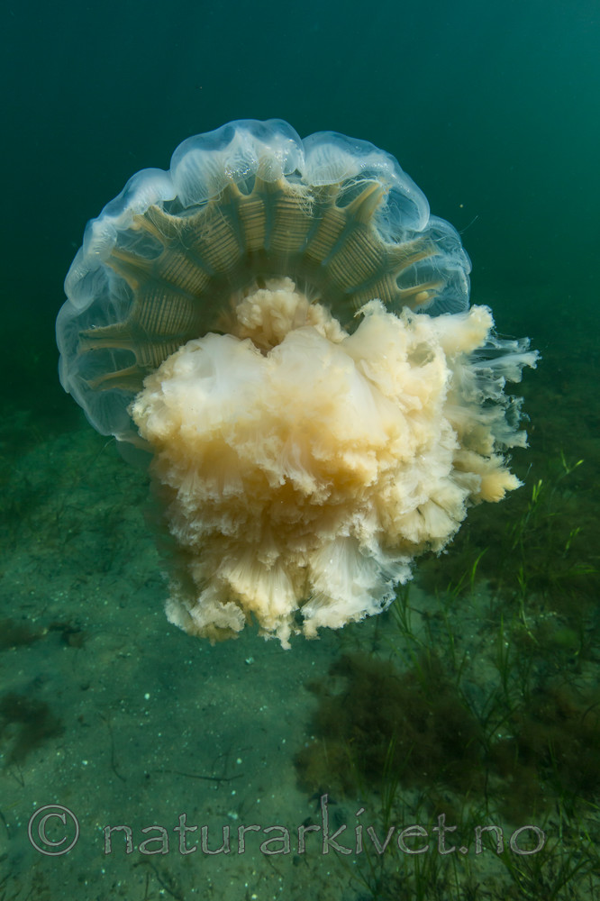 KA_140723_0811 / Cyanea capillata / Brennmanet