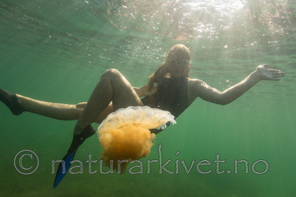 KA_140723_0823 / Cyanea capillata / Brennmanet