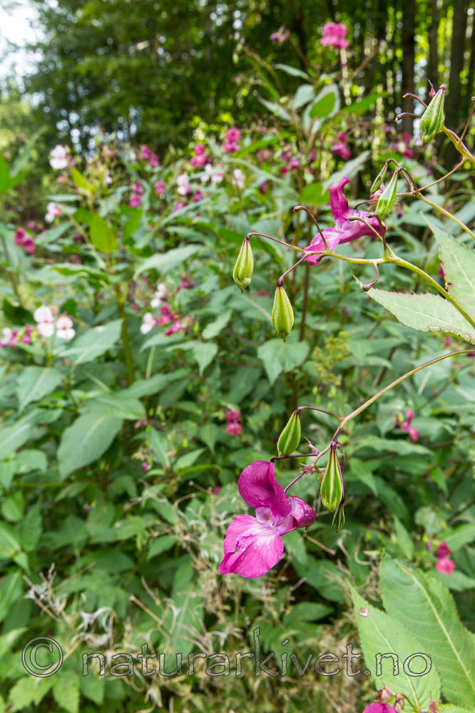 KA_140820_1467 / Impatiens glandulifera / Kjempespringfrø