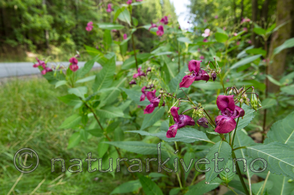 KA_140820_1468 / Impatiens glandulifera / Kjempespringfrø
