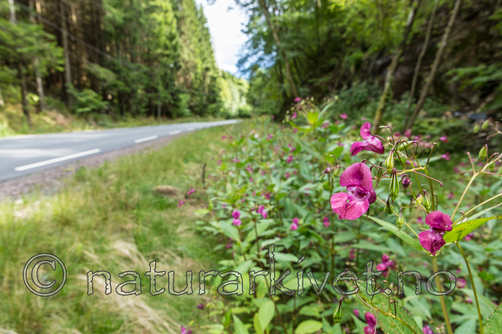 KA_140820_1472 / Impatiens glandulifera / Kjempespringfrø