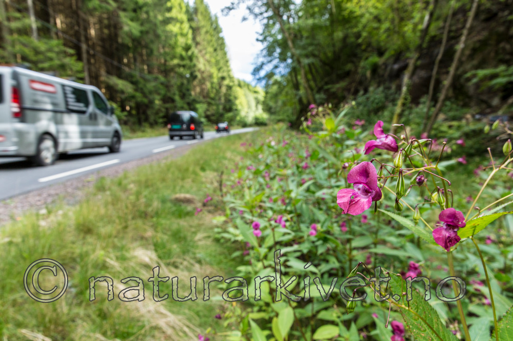 KA_140820_1473 / Impatiens glandulifera / Kjempespringfrø