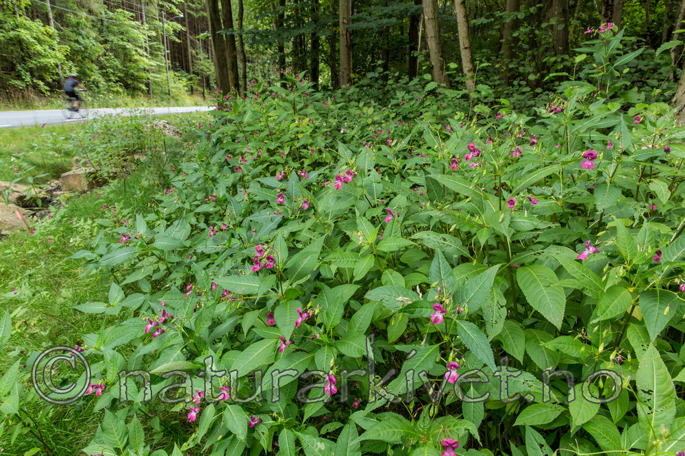 KA_140820_1475 / Impatiens glandulifera / Kjempespringfrø