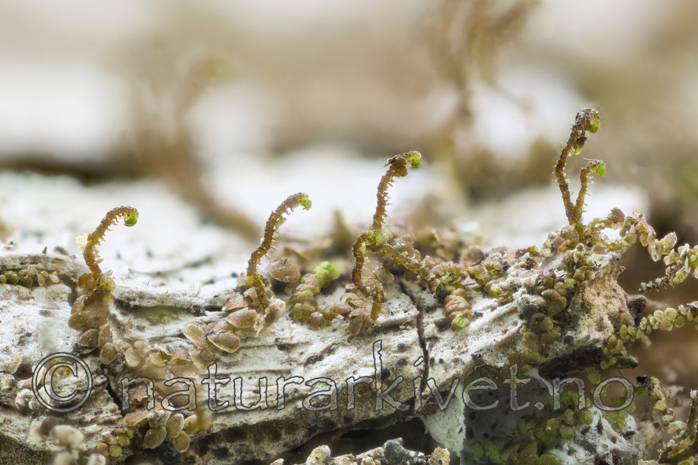 KA_140822_bolanderi_2 / Frullania bolanderi / Pelsblæremose