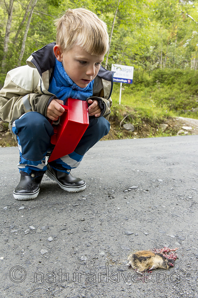 KA_140824_1544 / Lemmus lemmus / Lemen