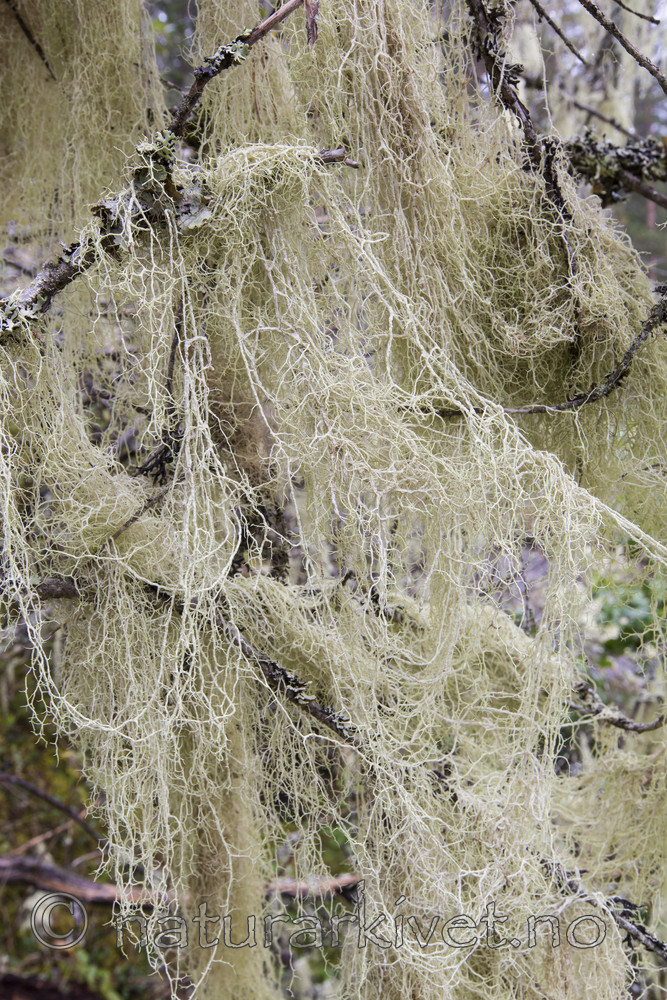 KA_140907_48 / Evernia divaricata / Mjuktjafs