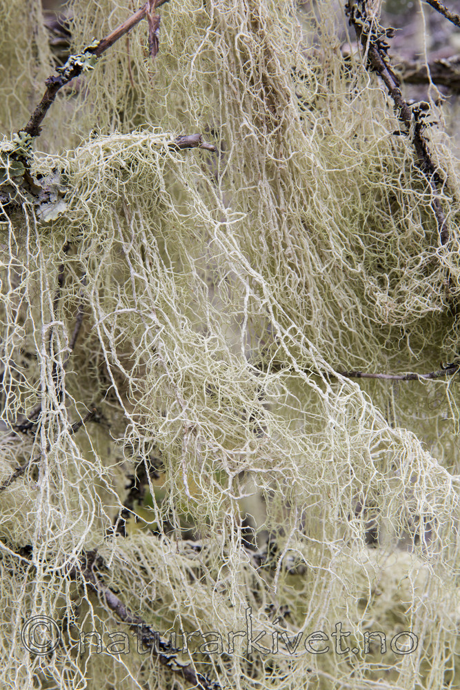 KA_140907_49 / Evernia divaricata / Mjuktjafs