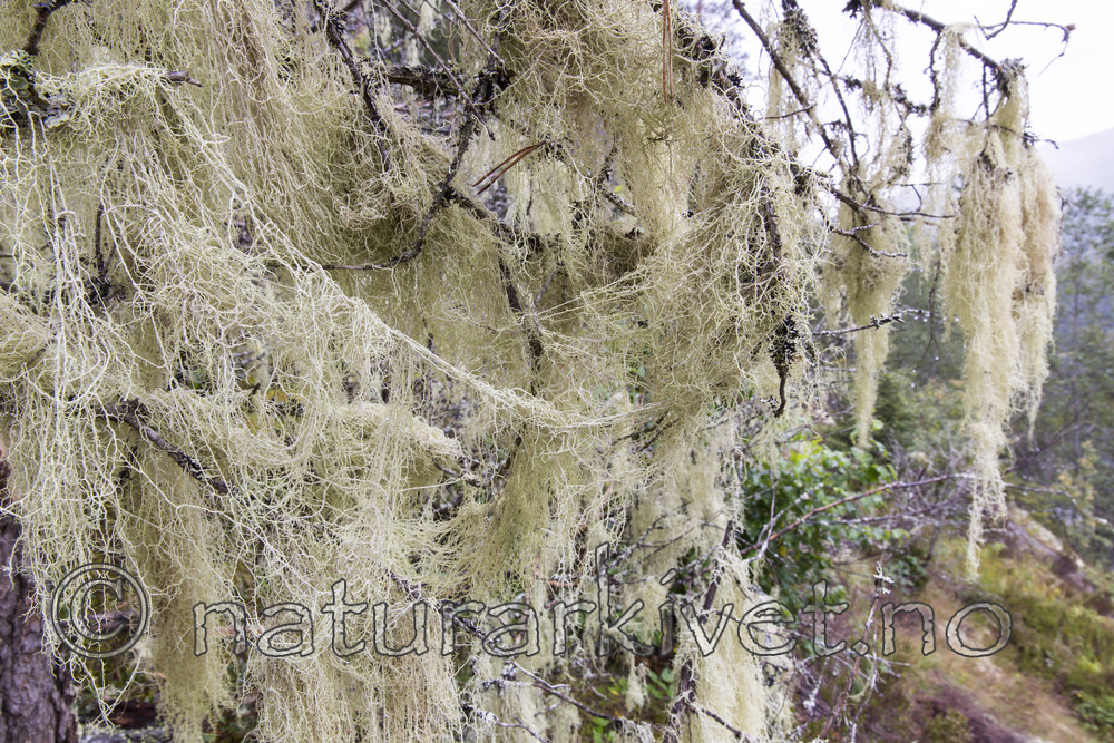 KA_140907_50 / Evernia divaricata / Mjuktjafs