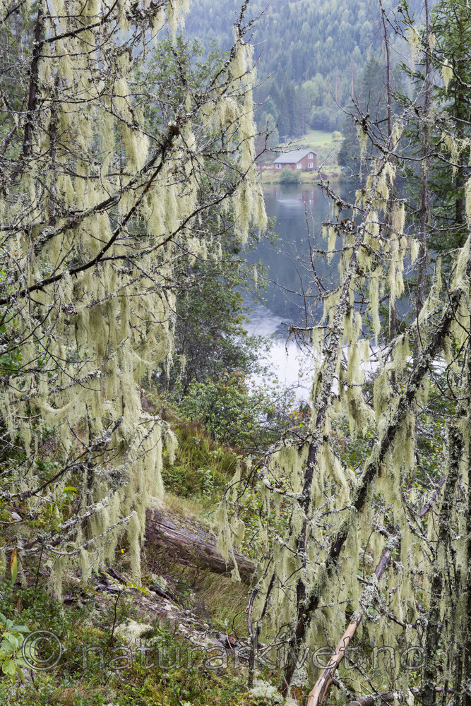 KA_140907_52 / Evernia divaricata / Mjuktjafs