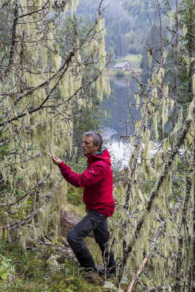 KA_140907_53 / Evernia divaricata / Mjuktjafs