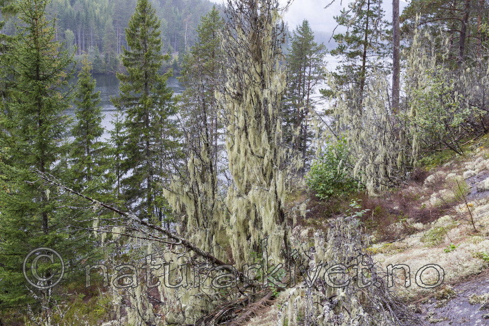 KA_140907_61 / Evernia divaricata / Mjuktjafs