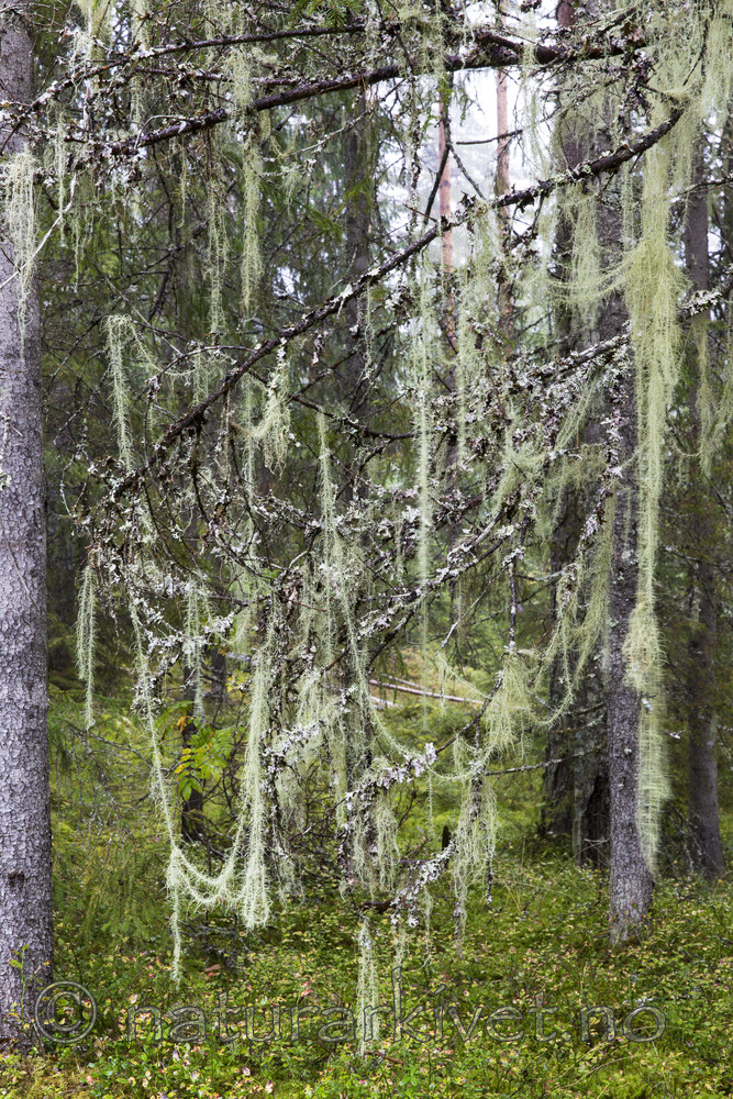 KA_140907_68 / Usnea longissima / Huldrestry