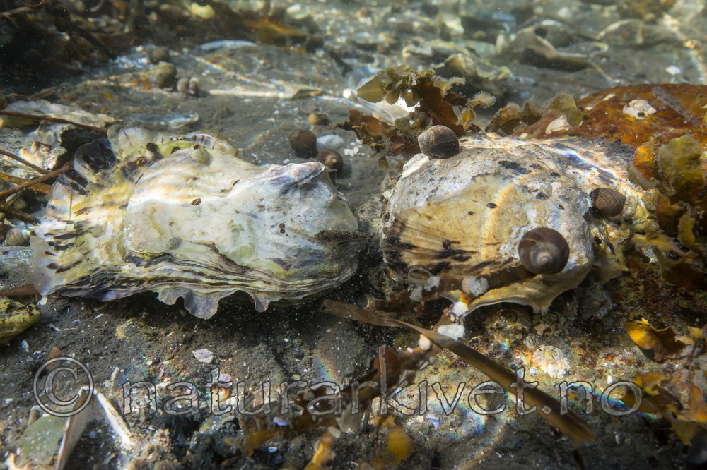 KA_140921_2545 / Crassostrea gigas / Stillehavsøsters