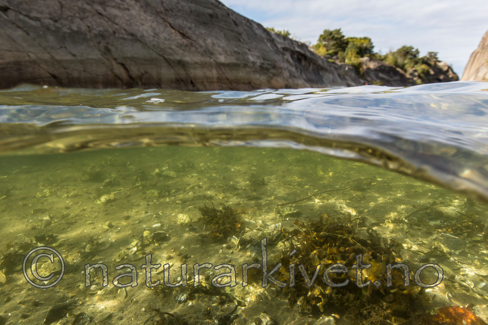 KA_140921_2549 / Crassostrea gigas / Stillehavsøsters