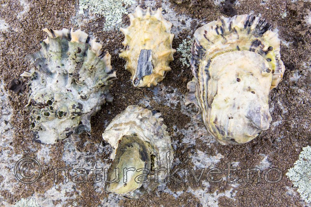 KA_140921_2579 / Crassostrea gigas / Stillehavsøsters