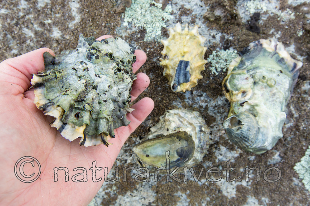 KA_140921_2583 / Crassostrea gigas / Stillehavsøsters