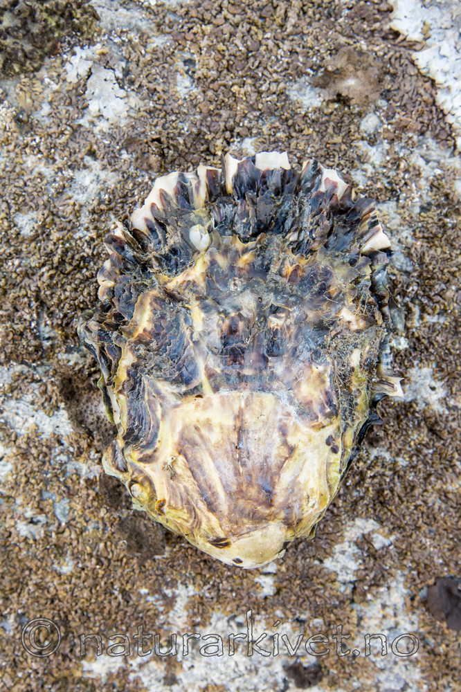 KA_140921_2585 / Crassostrea gigas / Stillehavsøsters