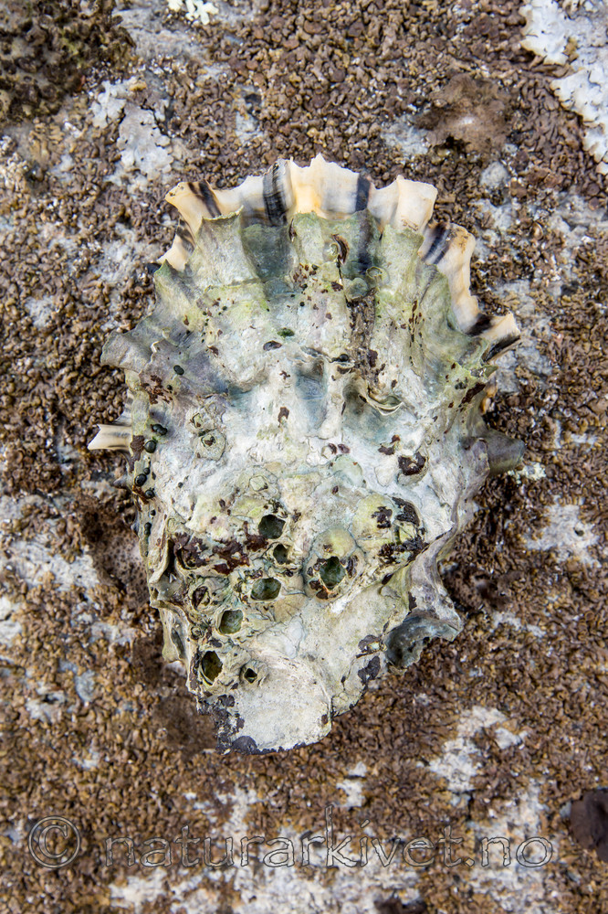 KA_140921_2586 / Crassostrea gigas / Stillehavsøsters