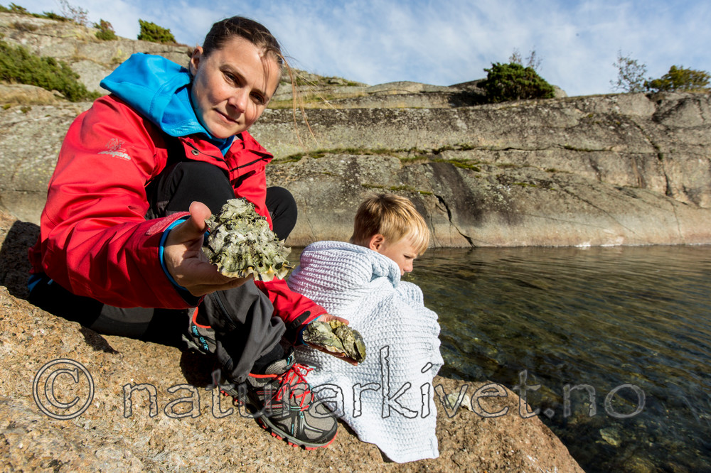 KA_140921_2592 / Crassostrea gigas / Stillehavsøsters