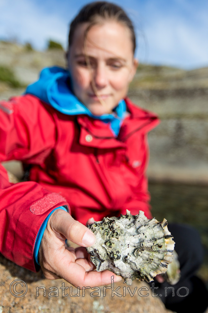 KA_140921_2596 / Crassostrea gigas / Stillehavsøsters