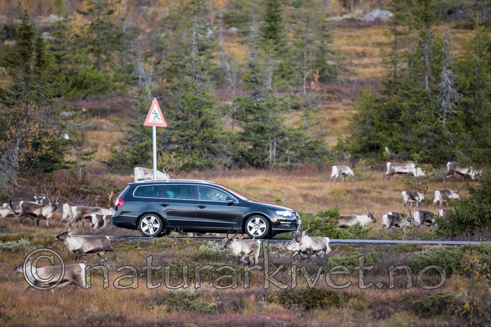 KA_140927_2755 / Rangifer tarandus / Rein