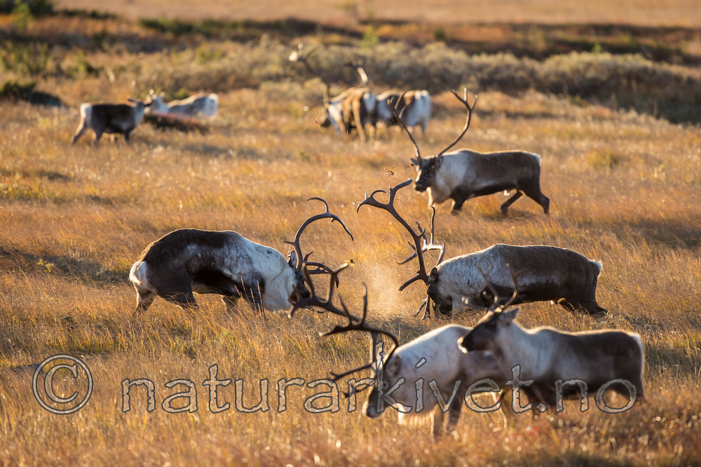 KA_140927_2785 / Rangifer tarandus / Rein