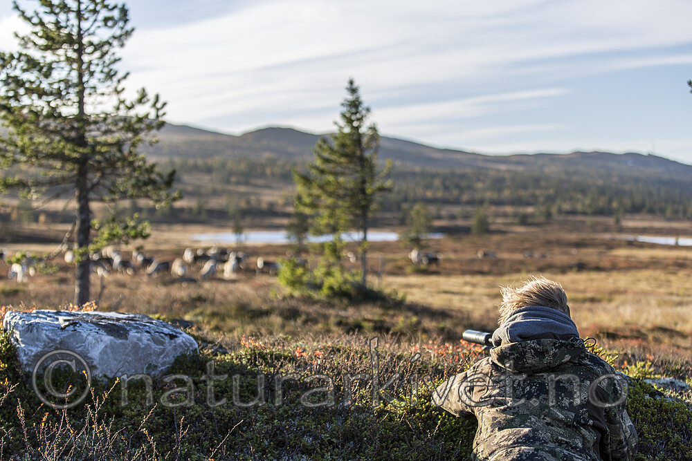 KA_140927_2791 / Rangifer tarandus / Rein